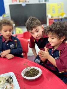 Buckswood - sa - Kg2