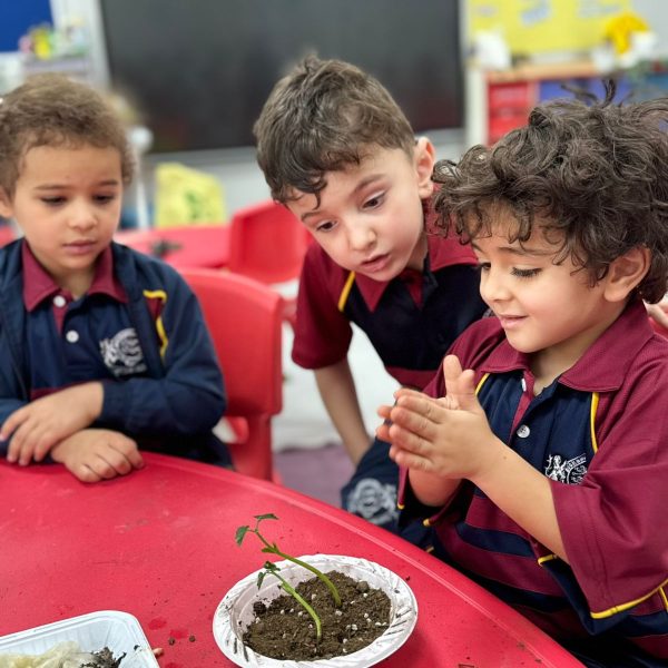 Buckswood - sa - Kg2